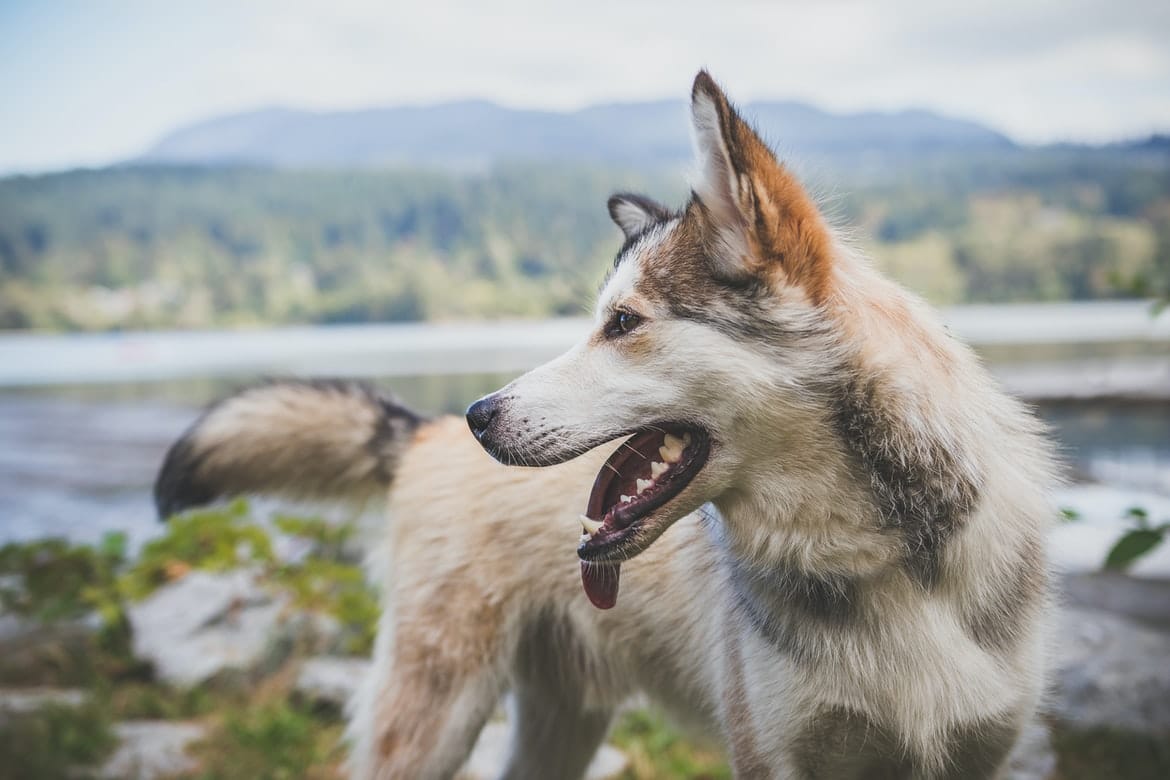 Comment faire grossir un chien ? 5 Conseils d’expert Botaneo