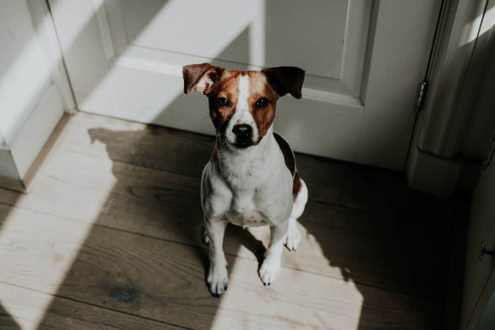 Urgent ! Mon chien grogne quand je le gronde Botaneo