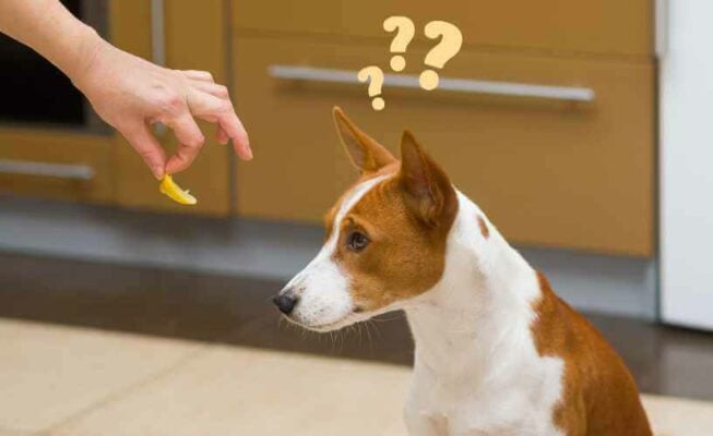 chien et citrons