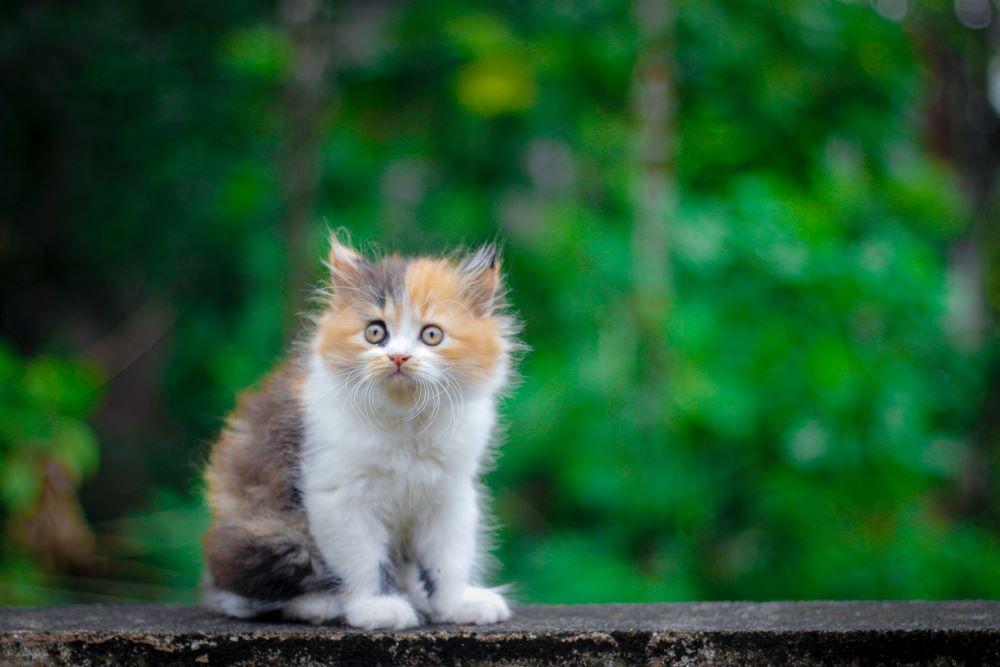 Mon chat court partout quel est son problème ? Botaneo