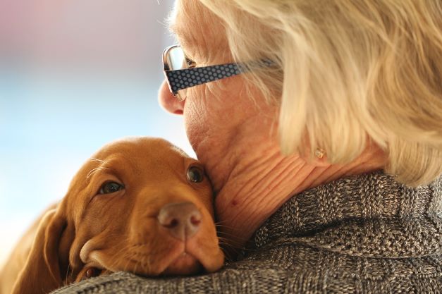 7 races de chien pour personnes âgées – Botaneo