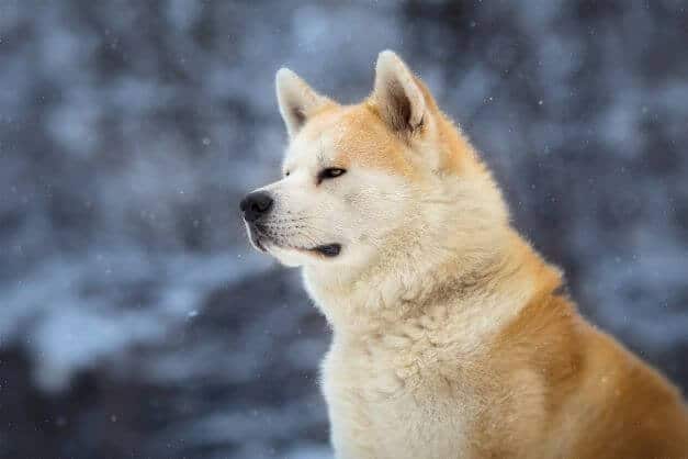 Chien Akita Inu : fiche de la race – Botaneo