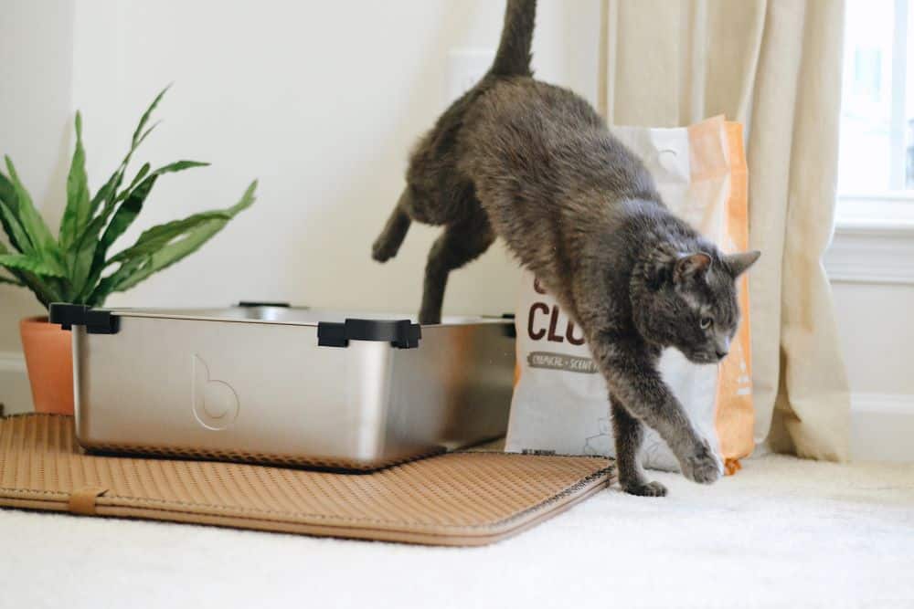 Mon chat fait pipi partout Botaneo