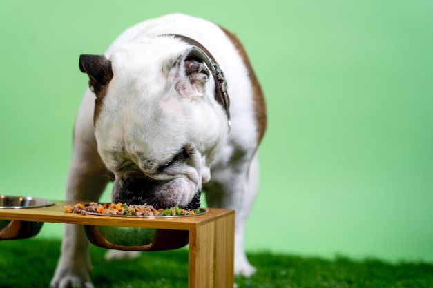 bulldog chien qui mange légume gamelle - a du mal à avaler