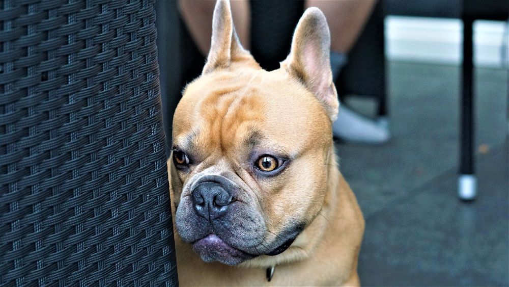 Mon chien a peur des gens Que faire ? Botaneo