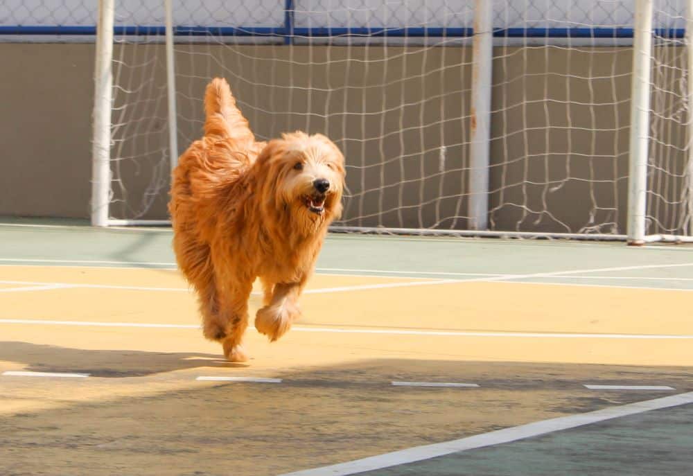 Souffle au cœur chez le chien Signes & soins Botaneo