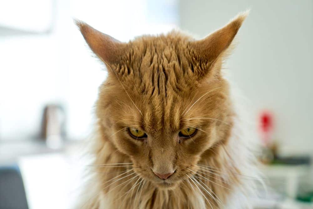 Syndrome du tigre Signes, dangers, solutions Botaneo