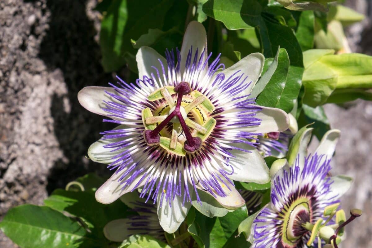fleur de passiflore calmant pour chien