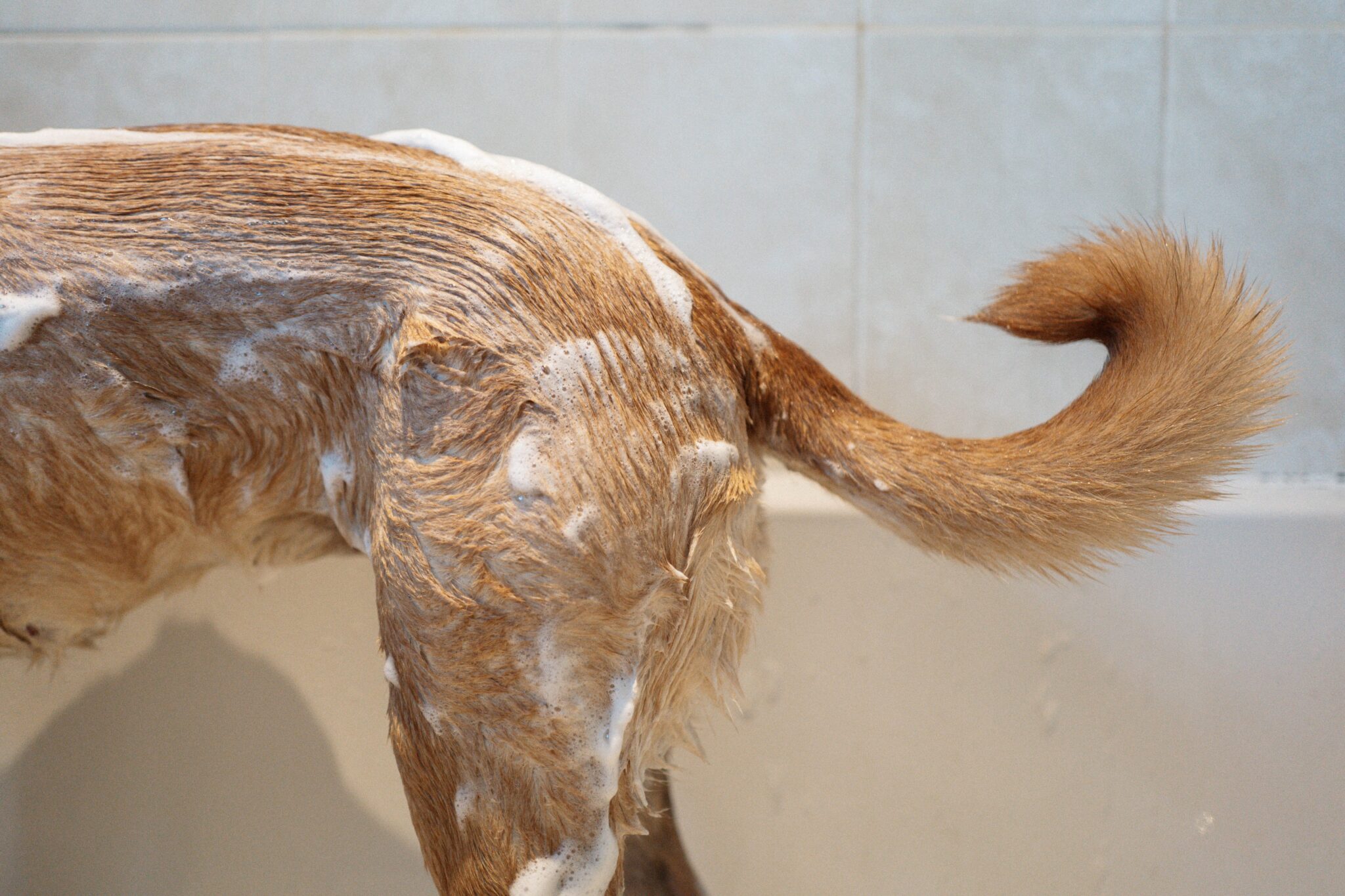 Shampooing Fait Maison Pour Chien | Ventana Blog