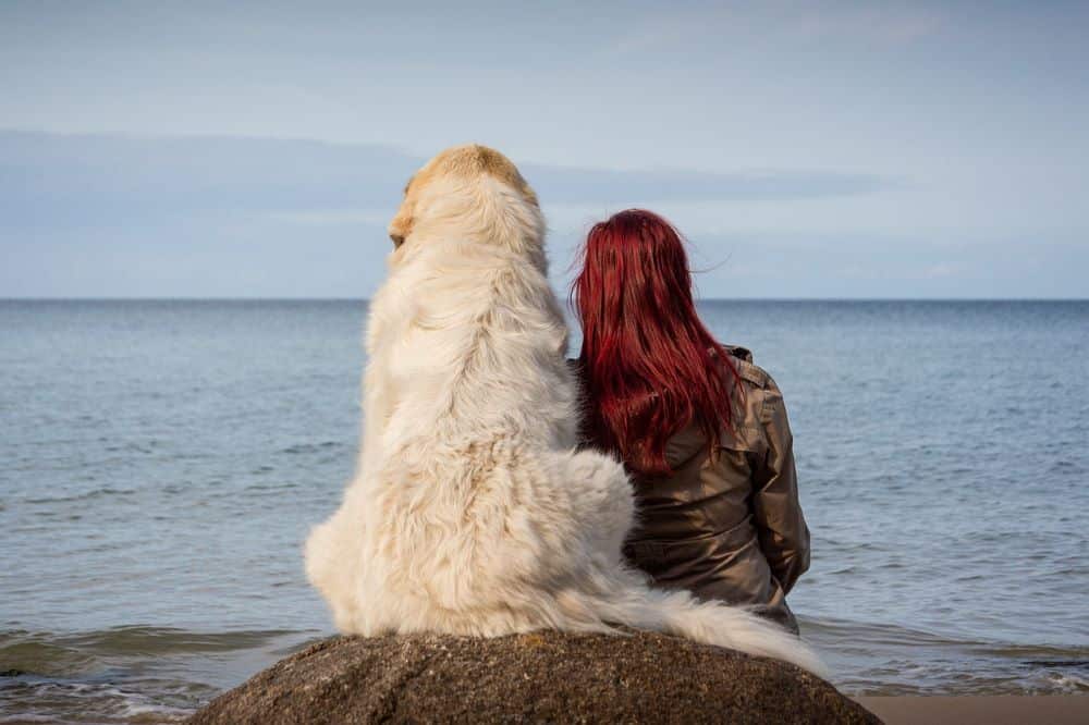 Cancer de la rate chez le chien Espérance de vie Botaneo