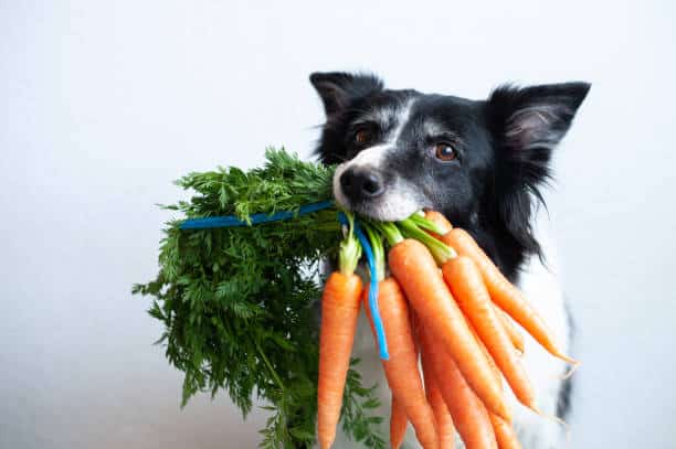chien avec carotte
