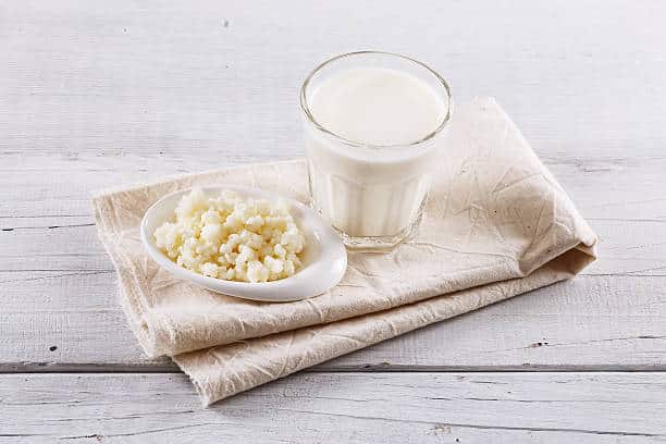 kefir chien