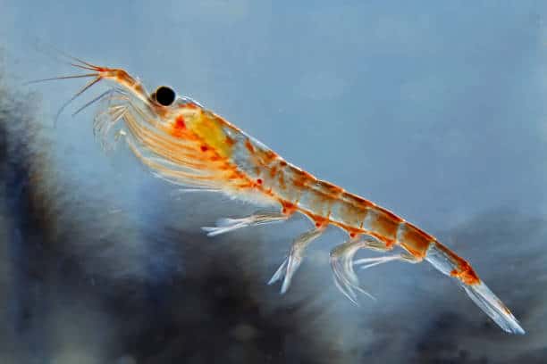 krill crevette mer rose