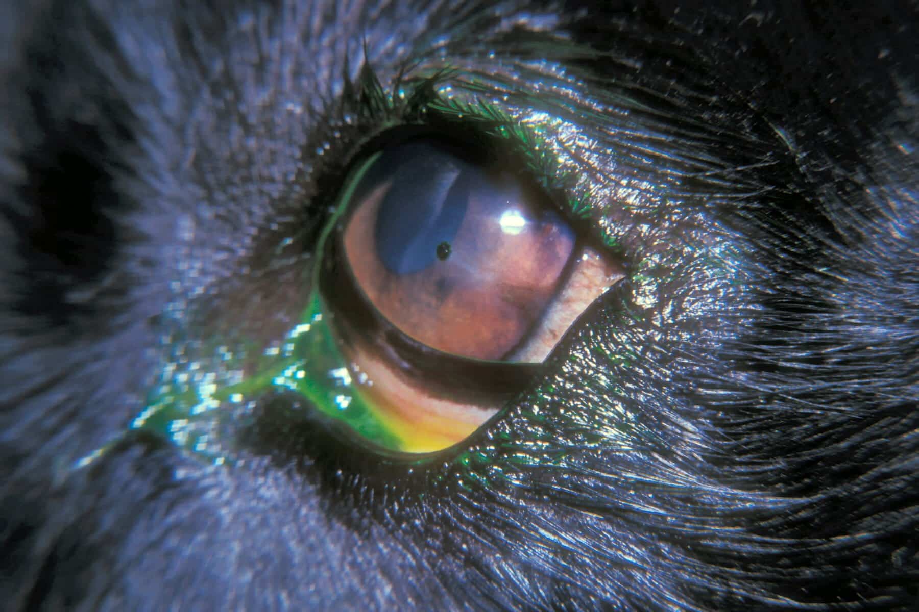 Mon chien a un œil gonflé 7 causes courantes (+ photos) Botaneo
