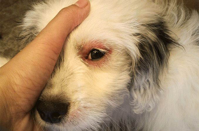 oeil gonflé chien maladie