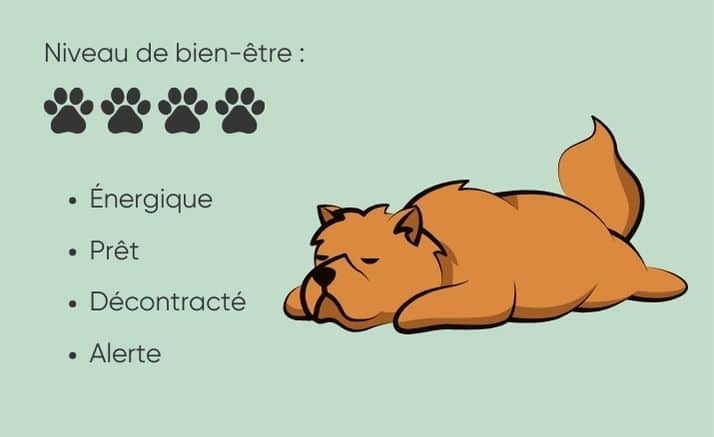 position chien qui dort malheureux