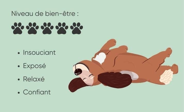 chien sur le dos sommeil
