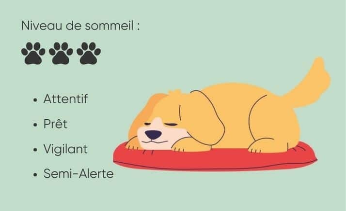position dodo chien heureux