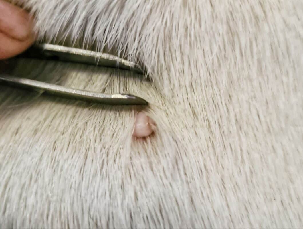 boule vieillesse chien