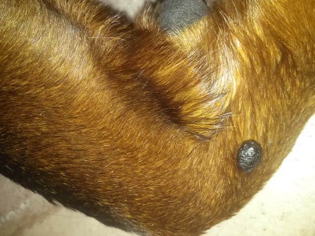 grain de beau chien