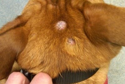 boule sous peau chien tumeur