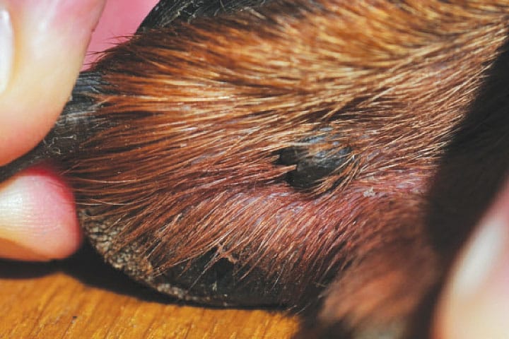 photo melanome chien boule