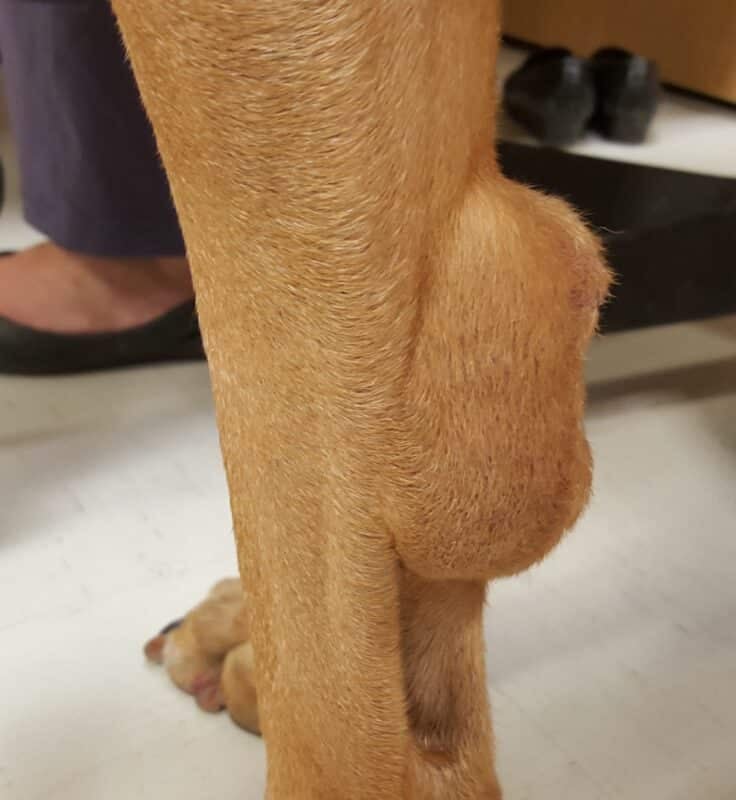 boule sur la patte