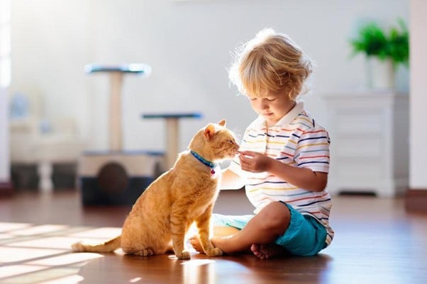 chat joue avec enfant