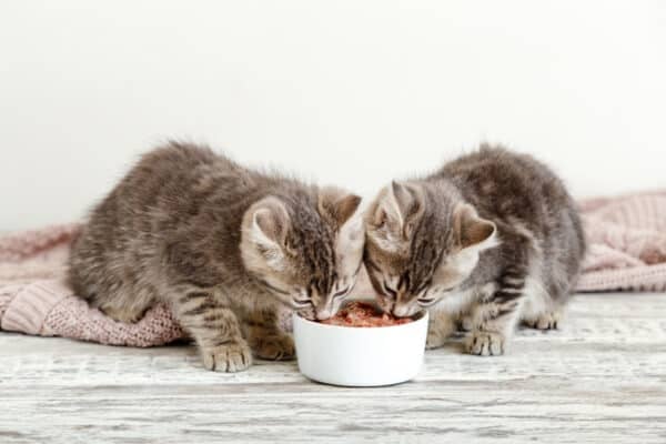 chatons qui mange de la patee